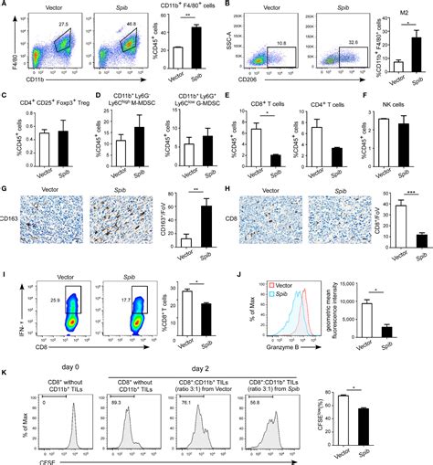 Frontiers Spi B Promotes The Recruitment Of Tumor Associated