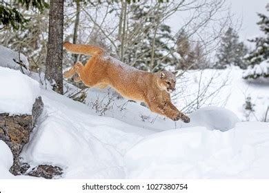 mountain lion winter stock photo  shutterstock