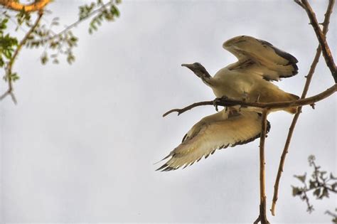 Dos P Jaros Est N Posados En La Rama De Un Rbol Uno De Los Cuales Es