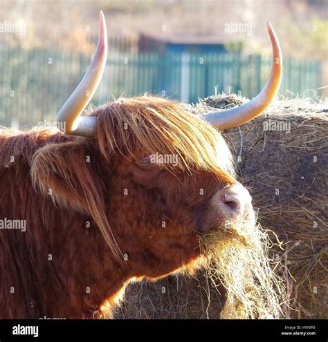 Highland Cattle Cows In Field Sheffield Uk Stock Photo Alamy