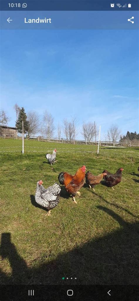 Zwerghühner Große Wyandotten und Zwergwyandotten kaufen Landwirt