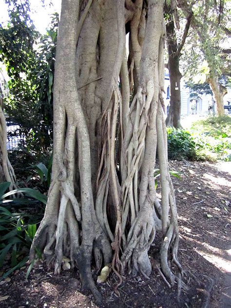 Banyan Tree Ficus Benghalensis Urban Tropicals