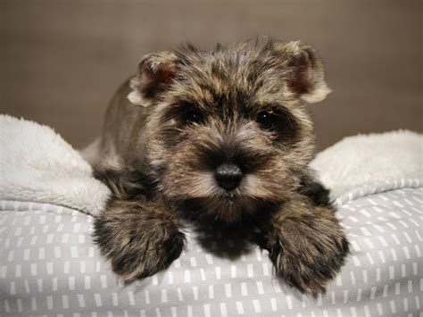 Liver Pepper Miniature Schnauzer