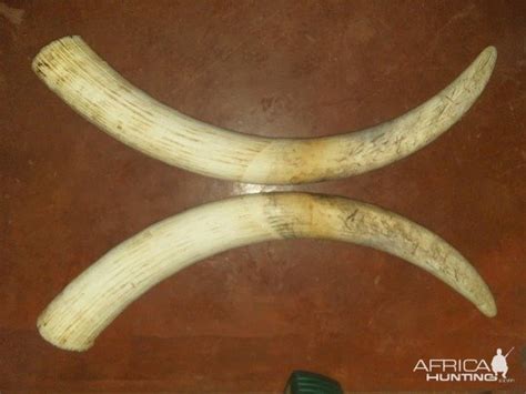 Elephant Tusks Zimbabwe | AfricaHunting.com