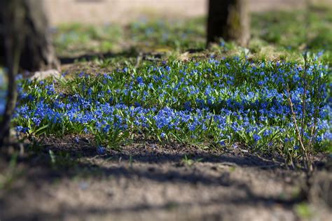 Blue wildflower patch 2223560 Stock Photo at Vecteezy