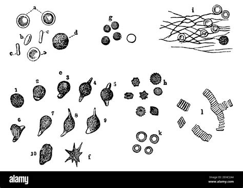 Leukocytes microscope Black and White Stock Photos & Images - Alamy