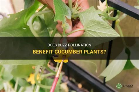 buzz pollination benefit cucumber plants shuncy
