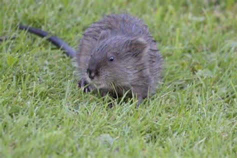 Beaver Vs. Muskrat: 5 Differences & How To Tell Them Apart