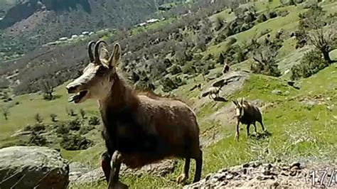 Tunceli De Nadir G R Len Da Ke Isi Amua Lar N Say S Iki Kat Na