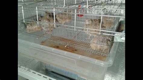 Утилизация помета - "говняный" эксперимент - YouTube