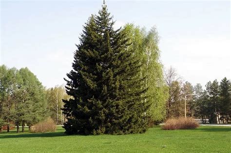 Живая изгородь из ели: посадка изгороди из обыкновенного или голубого ...