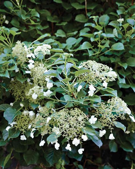 How to Grow Climbing Hydrangeas, According to Martha