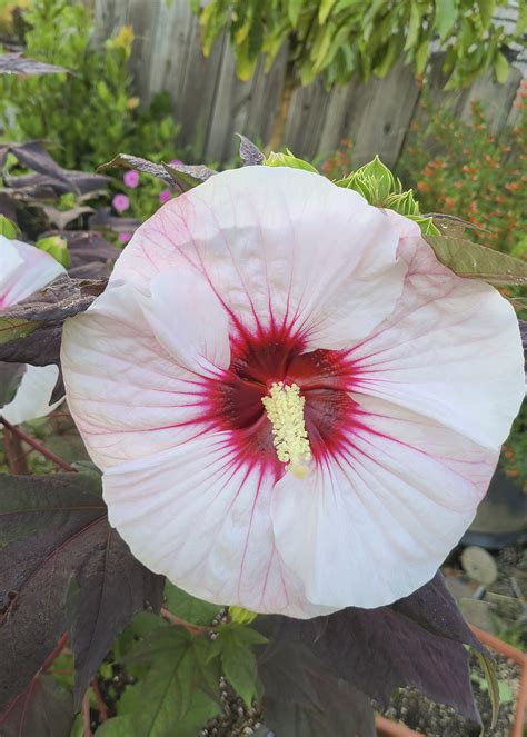 Hardy Summer Storm hibiscus is garden treat | Mississippi State