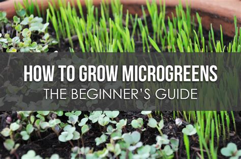 How To Grow Microgreens The Beginner S Guide