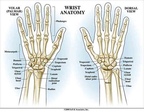 Anatomy Of The Wrist Bones | MedicineBTG.com