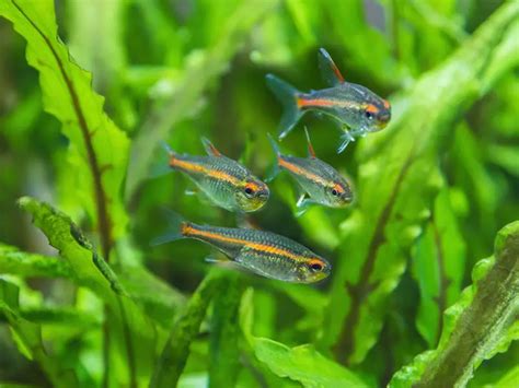 Glowlight Tetra Care & Species Profile | Fishkeeping World