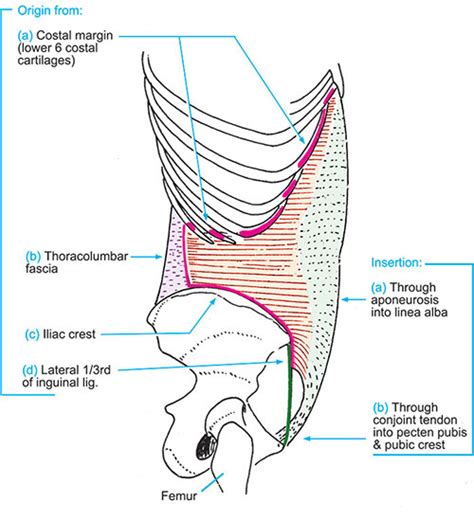 Pecten Pubis Conjoint Tendon