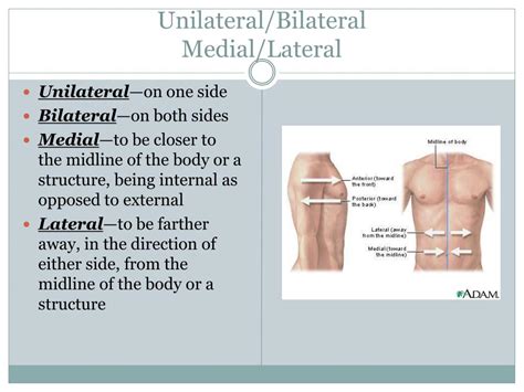 Ppt Anatomical Planes And Terminology Powerpoint Presentation Free Download Id 2351608