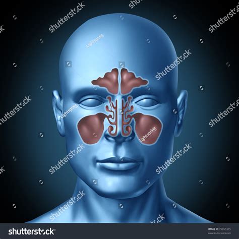 sinus cavities in face