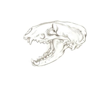 how to draw an animal skull