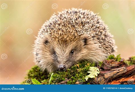 Adult Hedgehog Facing Forwards On Green Moss And A Log Stock Photo