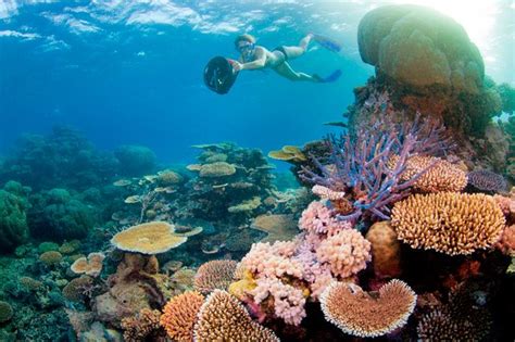 Top snorkelling spots in Australia - Australian Geographic