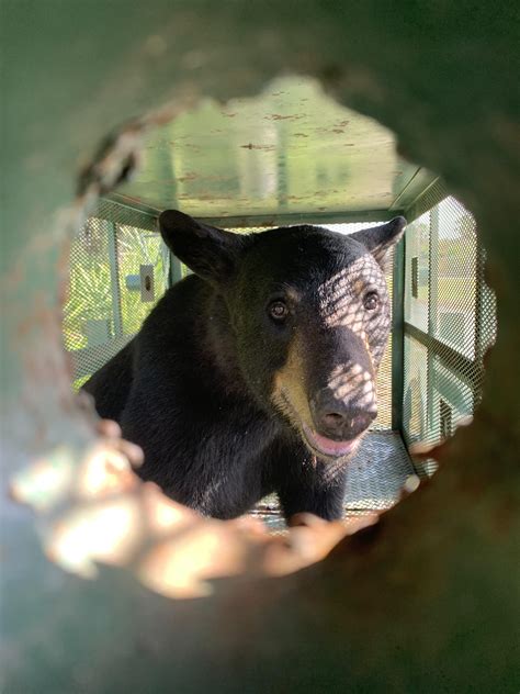 Bear captured on Tampa International Airport property