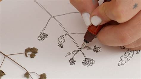 Drawing Tutorial: Learn How to Draw Plants | Domestika