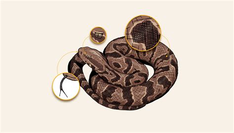 Most Poisonous Snakes