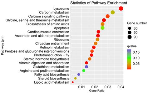 Transcriptome Profiling Reveals Genes Related To Sex Determination And Differentiation In