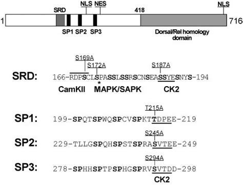 Schematic Representation Of Nfatc Illustrating Conserved Motifs And