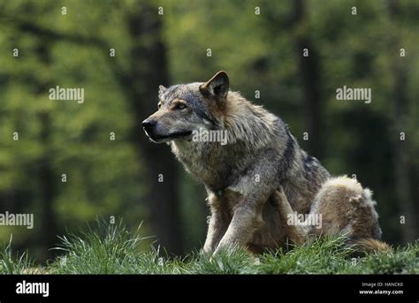 European Grey Wolf Stock Photo Alamy