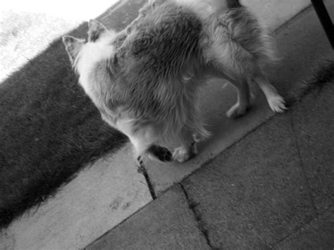 My Dog Walking Away Photography Fan Art 10601019 Fanpop