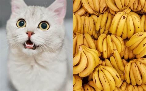 Can Cats Eat Bananas Unveiling Safe And Tasty Treats