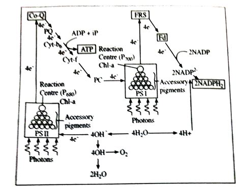 Noncyclic Photophosphorylation