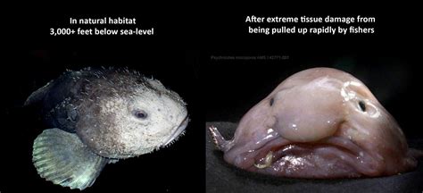 Blobfish Facts Wikipedia