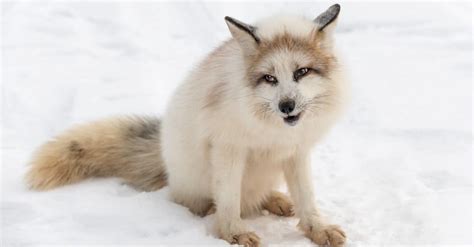 Marble Cross Fox