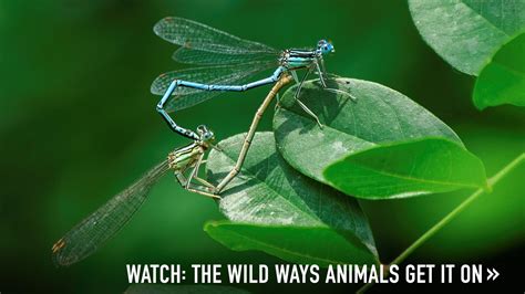 Ways To Find Out About Sex In The Wild