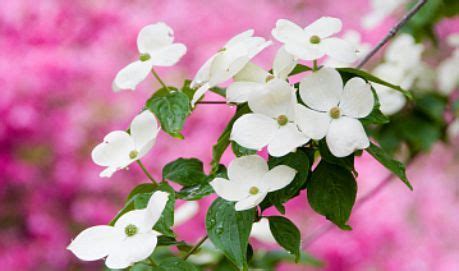 North Carolina State Flower - Dogwood Blossom | Flower show, Dogwood ...