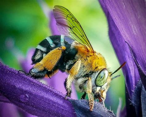 Busy Bee - Photo Review