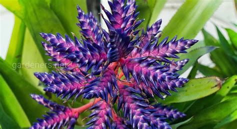 Эхмея: виды и сорта с описаниями, названиями и фото. Происхождение и ...