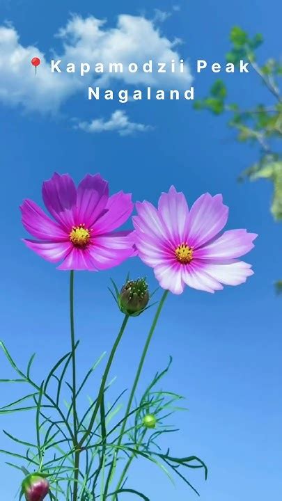 cosmos blossom kapamodzii peak pfutsero nagaland cosmos