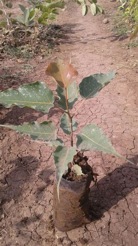 Pipal Plants at Rs 20 | Mojpuri | Jalna | ID: 18698880130