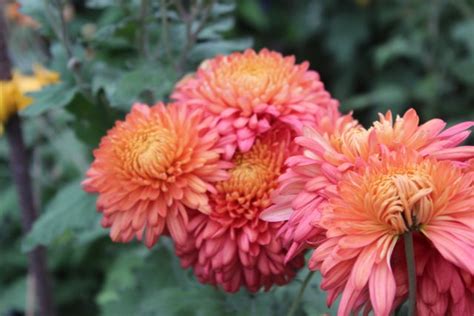 Chrysanthemum Coral Cavalier 4 Plants Spring Presale