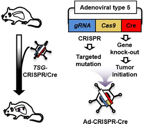 PDF The New Way To Define Key Oncogenic Drivers Of Small Cell Lung