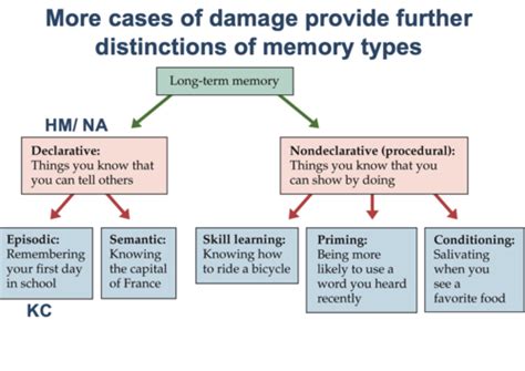 Chapter Learning And Memory Flashcards Quizlet