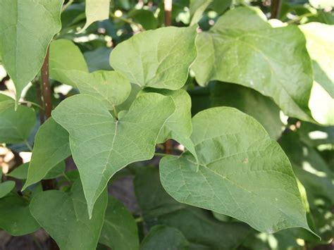 Catalpa Heartland Campbells Nursery