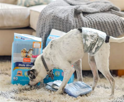 Simple Ways to Make Life With a Senior Pup Better