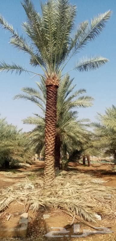 زراعه النخل وأشجار الزينه موقع حراج