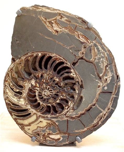 256 best images about Moluscos fosiles / Fossil Mollusks on Pinterest ...